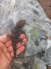 Chondrodactylus bibronii