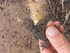 Chondrodactylus bibronii