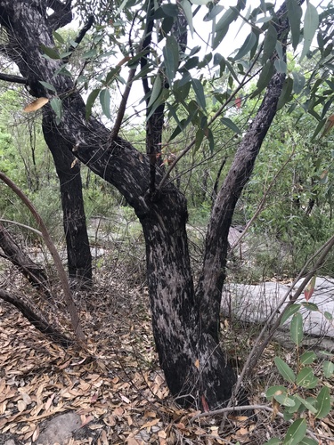 Cattai Mahogany (Eucalyptus cryptica)