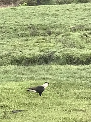 Caracara plancus