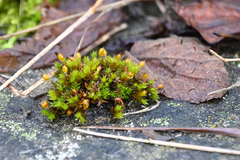 Orthotrichum anomalum