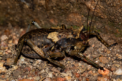 Enyaliopsis