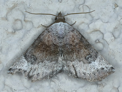 Mataeomera mesotaenia