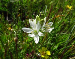 Ornithogalum concinnum