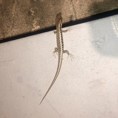 Concinnia tenuis