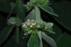 Sideritis canariensis