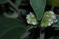 Sideritis canariensis