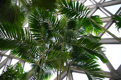 Areca triandra