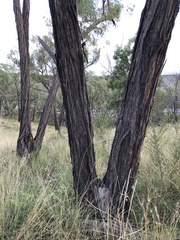 Eucalyptus macrorhyncha macrorhyncha