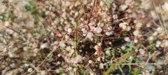 Cuscuta epithymum