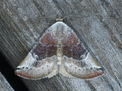 Mataeomera coccophaga