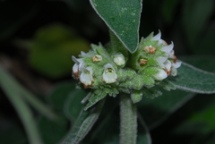 Sideritis canariensis