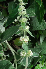 Sideritis canariensis