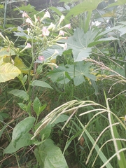 Nicotiana tabacum