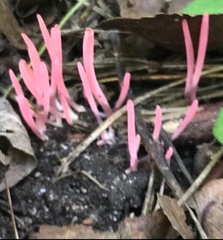 Clavaria rosea