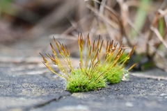 Tortula muralis muralis