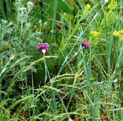 Dianthus andrzejowskianus