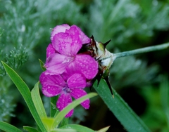 Dianthus andrzejowskianus