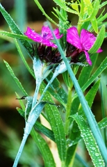 Dianthus andrzejowskianus