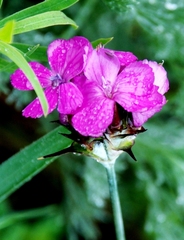 Dianthus andrzejowskianus