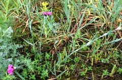 Dianthus andrzejowskianus