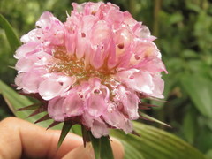 Elleanthus capitatus