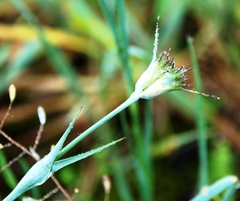 Dianthus andrzejowskianus