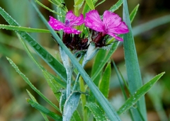 Dianthus andrzejowskianus