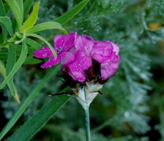 Dianthus andrzejowskianus