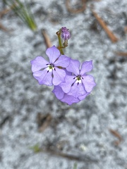 Isotoma hypocrateriformis