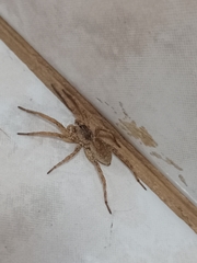Pavocosa