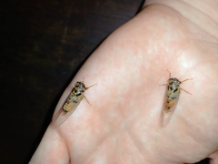 Palapsalta vitellina