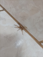 Pavocosa