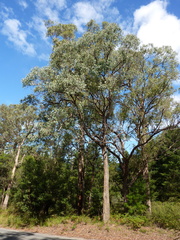 Eucalyptus angophoroides
