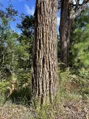 Eucalyptus angophoroides