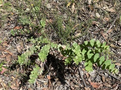 Eucalyptus angophoroides