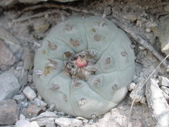 Lophophora williamsii
