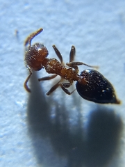 Crematogaster rogenhoferi