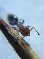 Crematogaster rogenhoferi
