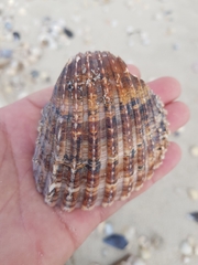 Acanthocardia aculeata