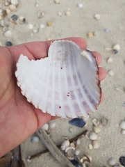 Acanthocardia aculeata