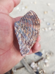 Acanthocardia aculeata