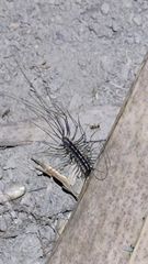 Scutigeridae