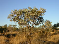 Eucalyptus gamophylla