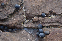 Nerita atramentosa