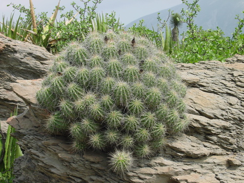strawberry hedgehog cactus