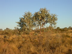 Eucalyptus gamophylla