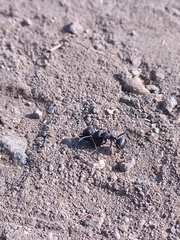 Camponotus sericeus