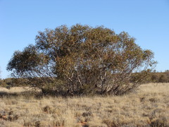 Eucalyptus sparsa