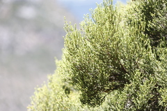 Erica tristis